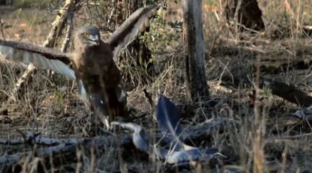Επική μάχη: Αετός εναντίον κόμπρας κι όποιος αντέξει… (βίντεο)